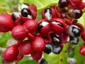 Grappes de fruits rouges vifs, certains ouverts révélant des graines noires et blanches, évoquant la puissance du guarana et son potentiel pour le libido.