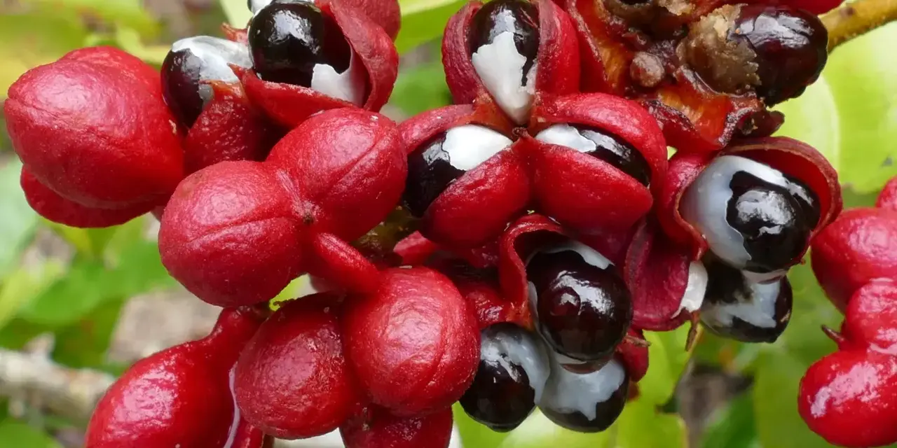 Grappes de fruits rouges vifs, certains ouverts révélant des graines noires et blanches, évoquant la puissance du guarana et son potentiel pour le libido.