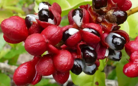 Grappes de fruits rouges vifs, certains ouverts révélant des graines noires et blanches, évoquant la puissance du guarana et son potentiel pour le libido.