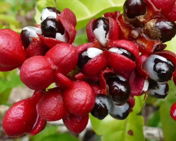 Grappes de fruits rouges vifs, certains ouverts révélant des graines noires et blanches, évoquant la puissance du guarana et son potentiel pour le libido.
