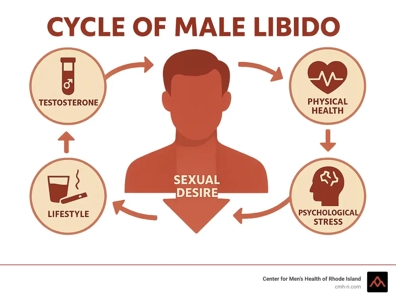 Le cycle de la libido masculine est influencé par la testostérone, la santé physique, le stress psychologique et le style de vie.
