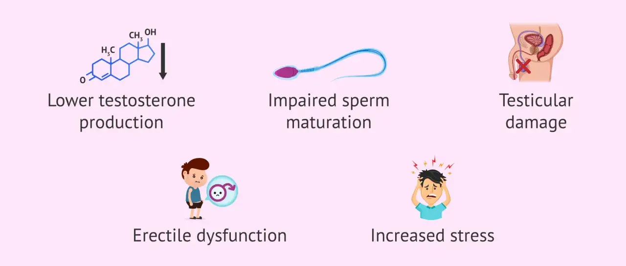 L'alcool affecte n&eacute;gativement l'alcool et libido chez l'homme : baisse de testost&eacute;rone, probl&egrave;mes de sperme, dommages testiculaires, dysfonction &eacute;rectile, stress accru.