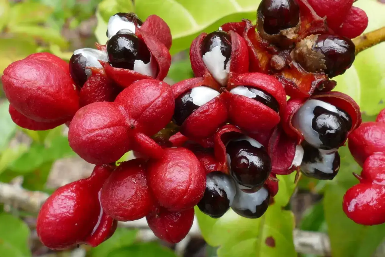 Grappes de fruits rouges vifs, certains ouverts r&eacute;v&eacute;lant des graines noires et blanches, &eacute;voquant la puissance du guarana pour le libido.